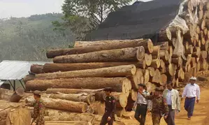 15 arrested for smuggling timber in Myanmar