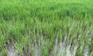 Punjab aims to adopt direct seeding of rice over five lakh acres: Minister