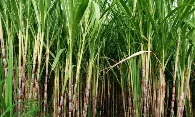 Will meet Amit Shah soon for permission for ethanol production from sugarcane juice: Ajit Pawar