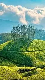 Top Ten Must-Visit Destinations in Kerala