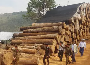 15 arrested for smuggling timber in Myanmar 15 arrested for smuggling timber in Myanmar