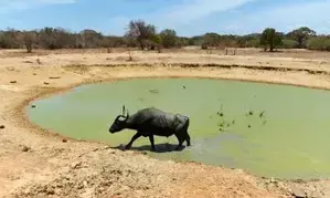 Buffalo scores where panchayat fails, finds its owner in UP village