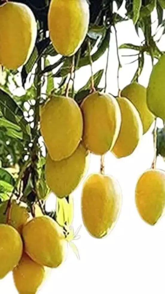 Top Ten Varieties of Mangoes in India