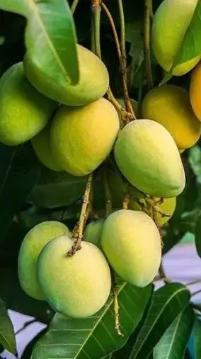 Top Ten Varieties of Mangoes in India