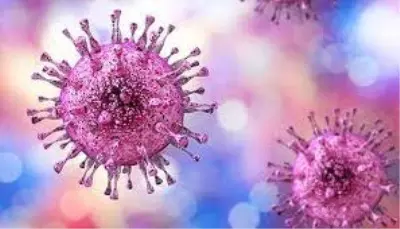 This symptomless herpes virus can harm newborns, organ transplant &  HIV patients