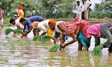 July begins with healthy rainfall, sowing status better than last  year: Report