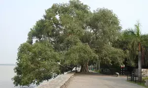 Yogi govt to nurture 948 heritage trees in UP