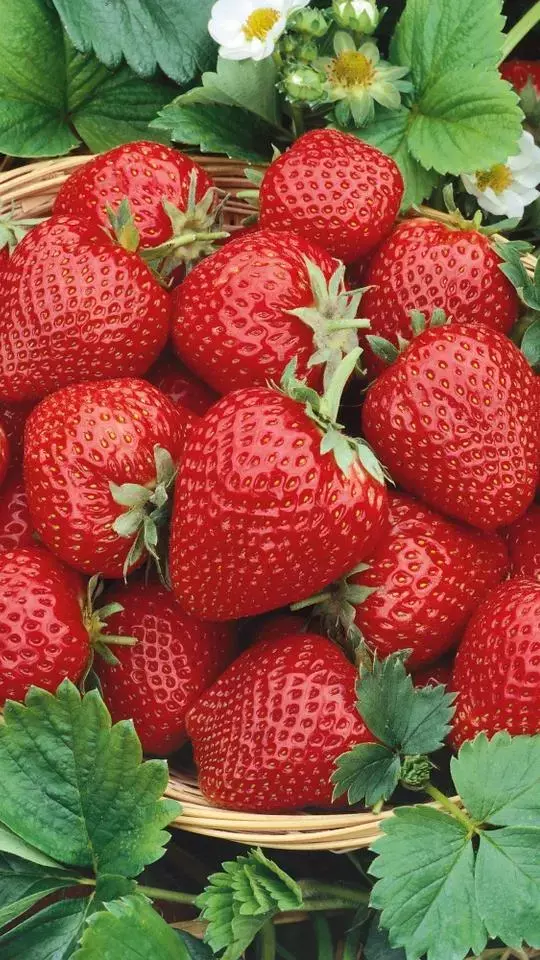 10 Important Health Benefits of Strawberries