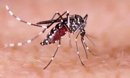 Dengue can seriously affect your brain, nervous system: Doctors