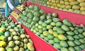 UP govt to boost mango export with higher yield and improved quality