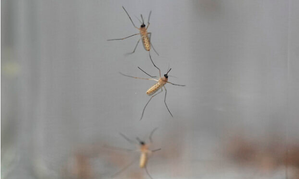West Nile fever death toll reaches 15 in Israel