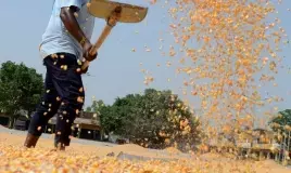 Punjab again fails to procure maize crop on MSP: Sukhbir Badal