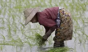 Myanmar exports over 700,000 tonnes of beans, pulses in April-July