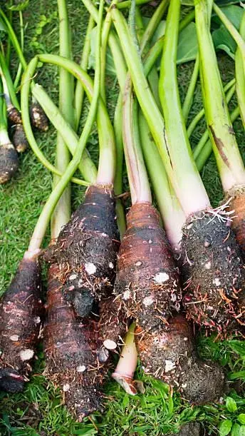 Top 10 Health Benefits of Taro