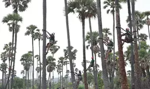 Telangana launches distribution of safety kits for toddy tappers
