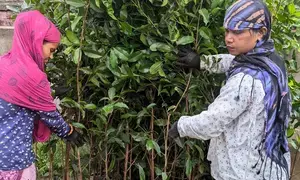 Adani Group to provide 11 lakh saplings to MP as part of sustainable  future goal