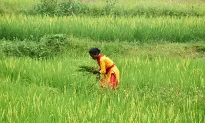 Kharif crop sowing grow by 10.3 pc amid better monsoon