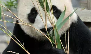 Second giant panda cub born at Dutch Ouwehands Zoo