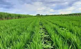 Centre extends cut-off date for enrolment under PMFBY to July 31 in Maharashtra