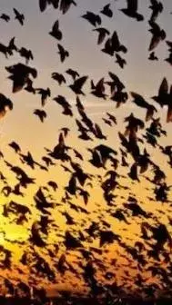 The Enigmatic Phenomenon of Jatinga: A Village of Mysterious Bird Deaths