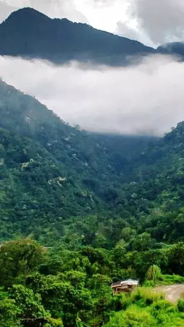 The Enigmatic Phenomenon of Jatinga: A Village of Mysterious Bird Deaths