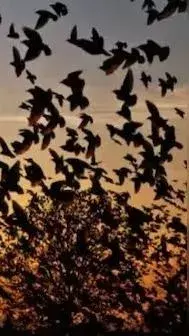 The Enigmatic Phenomenon of Jatinga: A Village of Mysterious Bird Deaths