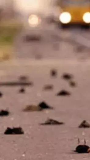 The Enigmatic Phenomenon of Jatinga: A Village of Mysterious Bird Deaths