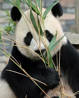 Second giant panda cub born at Dutch Ouwehands Zoo