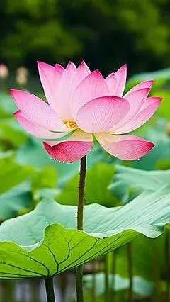 8 Most Popular Varieties of Lotus