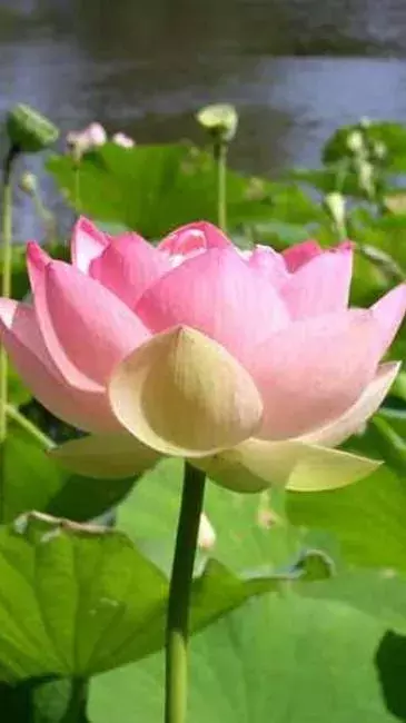 8 Most Popular Varieties of Lotus