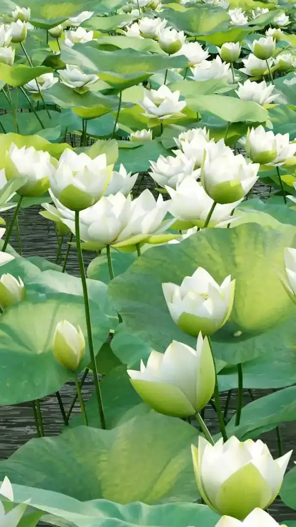 8 Most Popular Varieties of Lotus