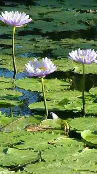 8 Most Popular Varieties of Lotus