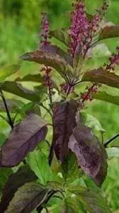 Top 12 Important Benefits of Tulsi to The Health
