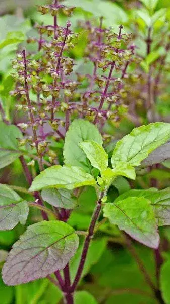 Top 12 Important Benefits of Tulsi to The Health