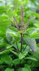 Top 12 Important Benefits of Tulsi to The Health