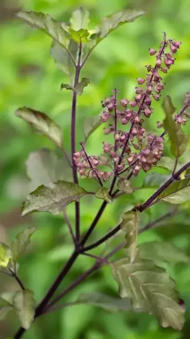 Top 12 Important Benefits of Tulsi to The Health