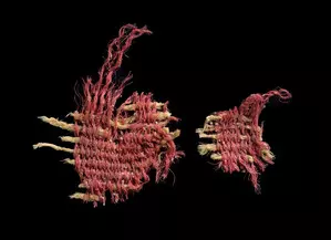 Israeli researchers identify 3800-year-old textile dyed red with scale insects