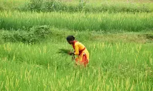 Union Budget: Time to further modernise agri sector with corporate investments