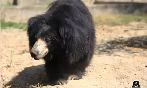 Man injured in bear attack in J&K’s Ganderbal