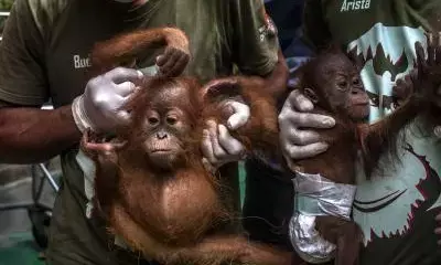 Indonesias nature reserve welcomes new baby orangutan