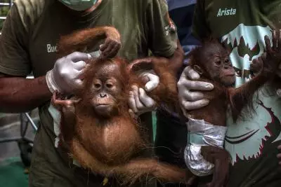 Indonesias nature reserve welcomes new baby orangutan
