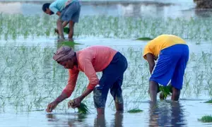 Budget gives big boost to agriculture sector