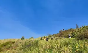 Police destroy 251 acres of poppy plantation in Afghanistan