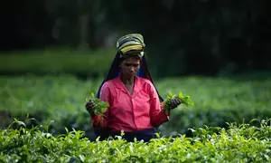 Budget: Leading tea body welcomes scheme for welfare of tea workers