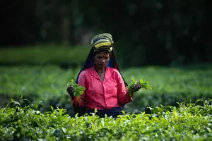 Budget: Leading tea body welcomes scheme for welfare of tea workers