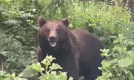 Romania increases brown bear hunting quota amid conservation concerns