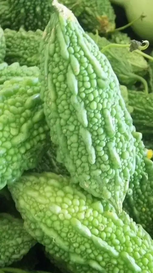 13 Important Health Benefits of Eating Bitter Gourd