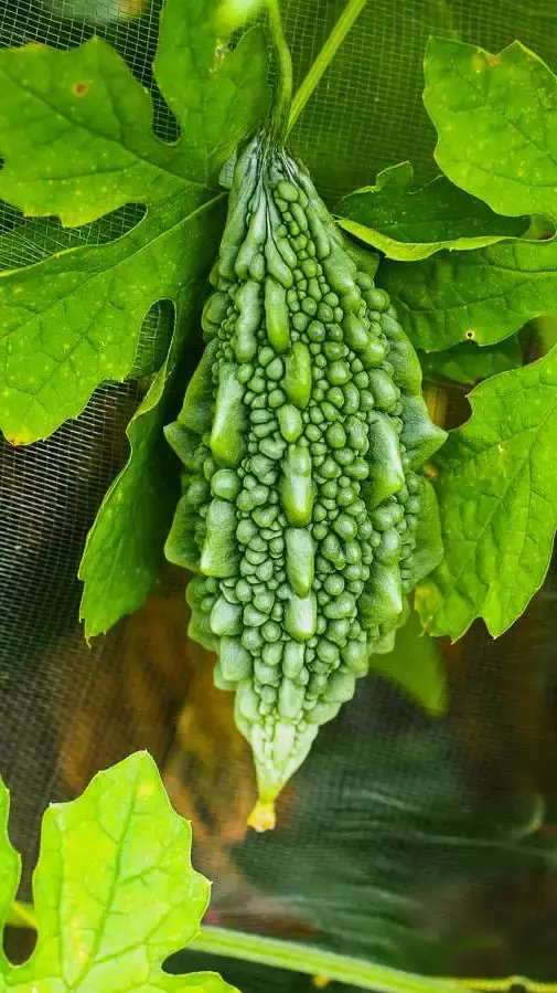 13 Important Health Benefits of Eating Bitter Gourd