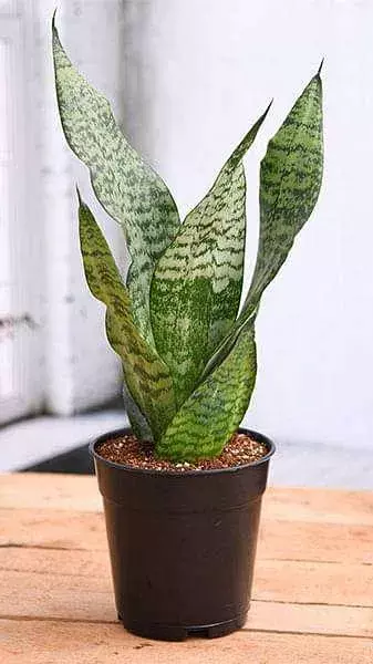 Five Best Indoor Plants For Bedroom