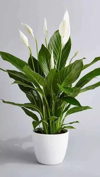 Five Best Indoor Plants For Bedroom